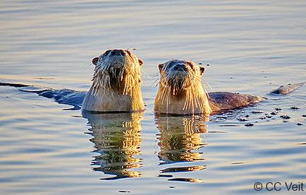 Northern river otter