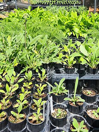 Native plants growing in the nursery shade house