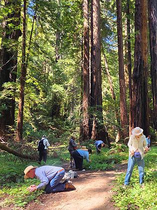 Volunteers collecting native seeds in Roy's Redwoods
