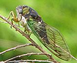 Cicada
