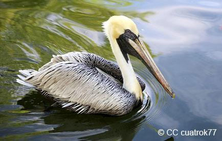 California brown pelican swimming in calm water