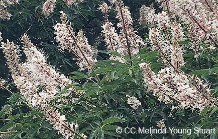 California buckeye frilly white blooms