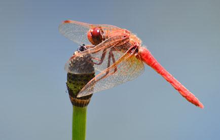 Bright orange dragonfly sitting on a green plant