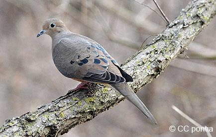 Mourning dove perching on a branch