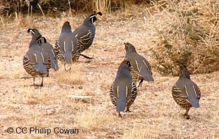 Group of quail walking together on dry grass