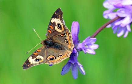 Buckeye butterfly