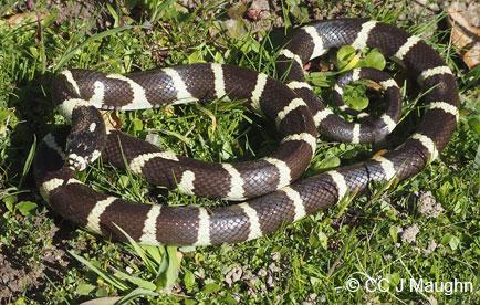 California kingsnake curled in the grass