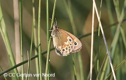 Ringlet perching in grassland