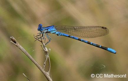 Vivid dancer perching on branch