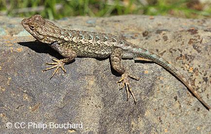 Western fence lizard basking in the sun on a rock